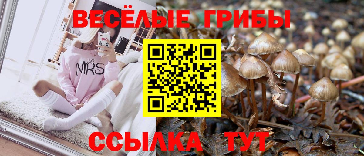 Псилоцибиновые грибы Psilocybe  Вход с VPN  Лосино-Петровский 